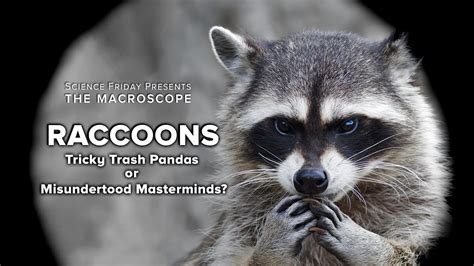 How Trash Pandas Maeot Are Changing the Way We Think About Urban Wildlife